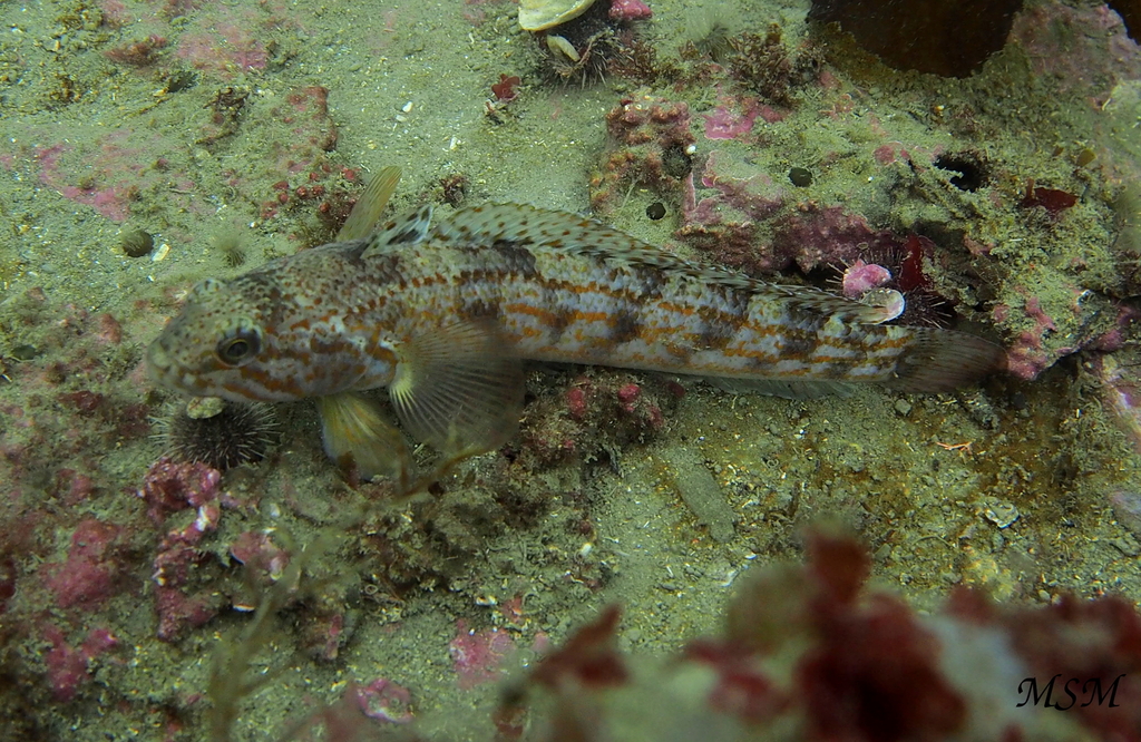 Patagonian Rockcod
