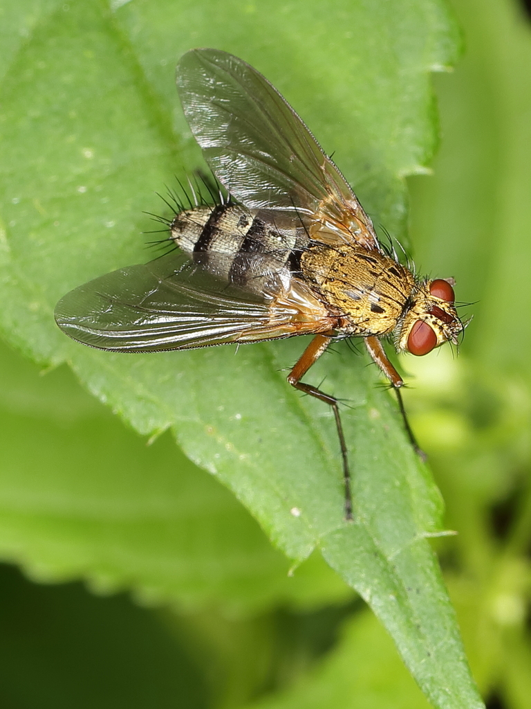 Microphthalmini