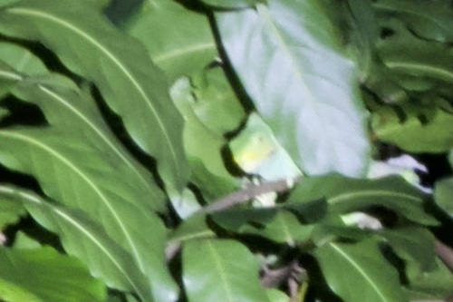 Fiji Crested lguana, Brachylophus vitiensis