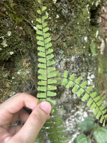 Image of Adiantum caudatum by (c) eustreptospondylus, some rights reserved (CC BY)