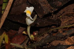 Wurfbainia schmidtii