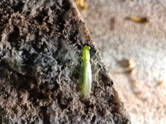 Tropidomantis gressitti