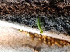 Tropidomantis gressitti