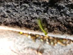 Tropidomantis gressitti