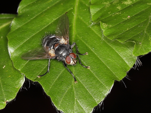 Panzeria rudis