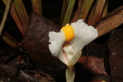 Wurfbainia schmidtii