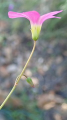 Oxalis stellata