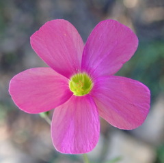 Oxalis stellata