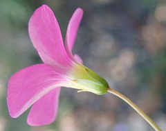 Oxalis stellata