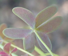 Oxalis stellata