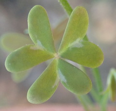 Oxalis stellata