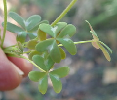 Oxalis stellata
