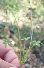 Oxalis stellata