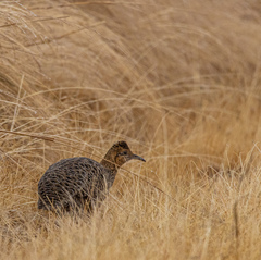 Huayco Tinamou photo 2