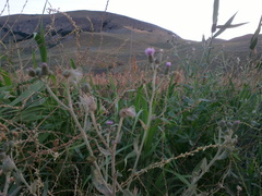 Cirsium arvense vestitum