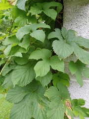 Humulus lupulus