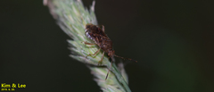 Rhopalus sapporensis