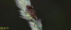 Rhopalus sapporensis