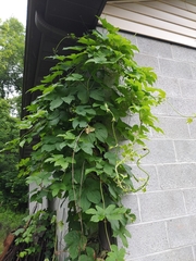 Humulus lupulus