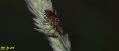 Rhopalus sapporensis