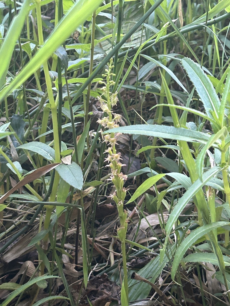 Crepidium acuminatum
