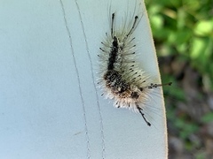 Dasychira vagans