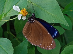 Euploea eunice hobsoni