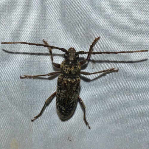 Robust Oak Borer photo 5