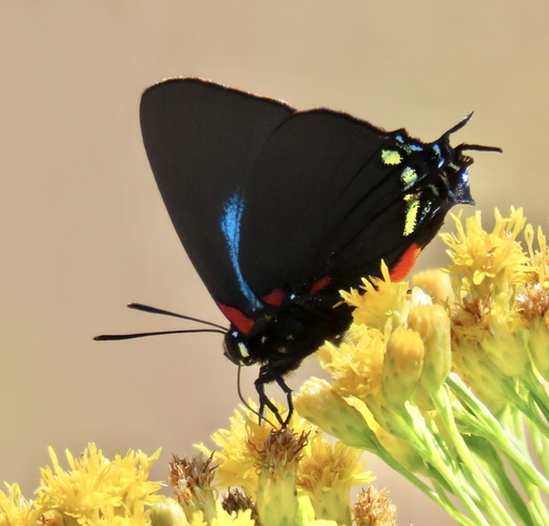 Great Purple Hairstreak photo 3