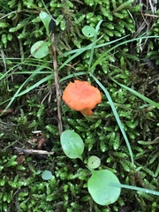 Cantharellus corallinus