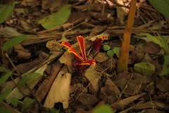Etlingera megalocheilos