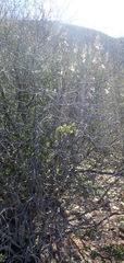 Polygala virgata virgata