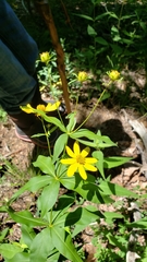 Coreopsis major