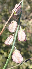 Polygala virgata virgata