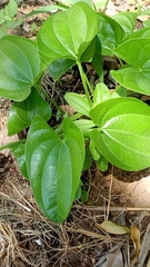 Magnoliopsida
