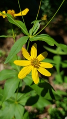 Coreopsis major