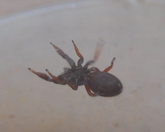 Metacyrba taeniola similis