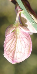 Polygala virgata virgata