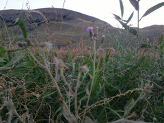 Cirsium arvense vestitum
