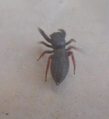 Metacyrba taeniola similis