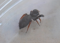 Metacyrba taeniola similis