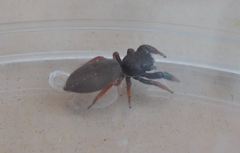 Metacyrba taeniola similis