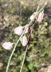Polygala virgata virgata