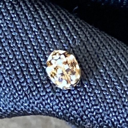 Furniture Carpet Beetle photo 5