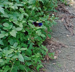Euploea eunice hobsoni