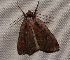 Eueretagrotis attentus