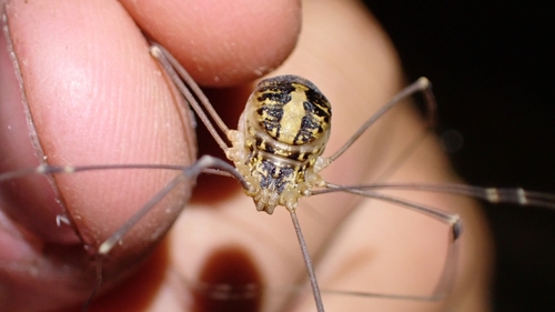 Cosmobunus granarius