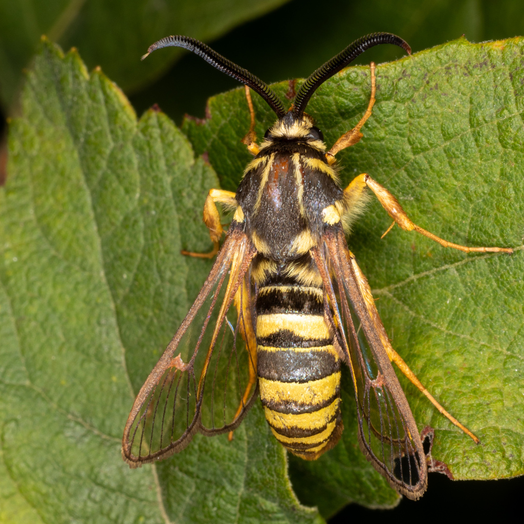 Sesia pacificum