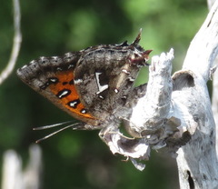 Phasis braueri