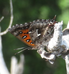 Phasis braueri